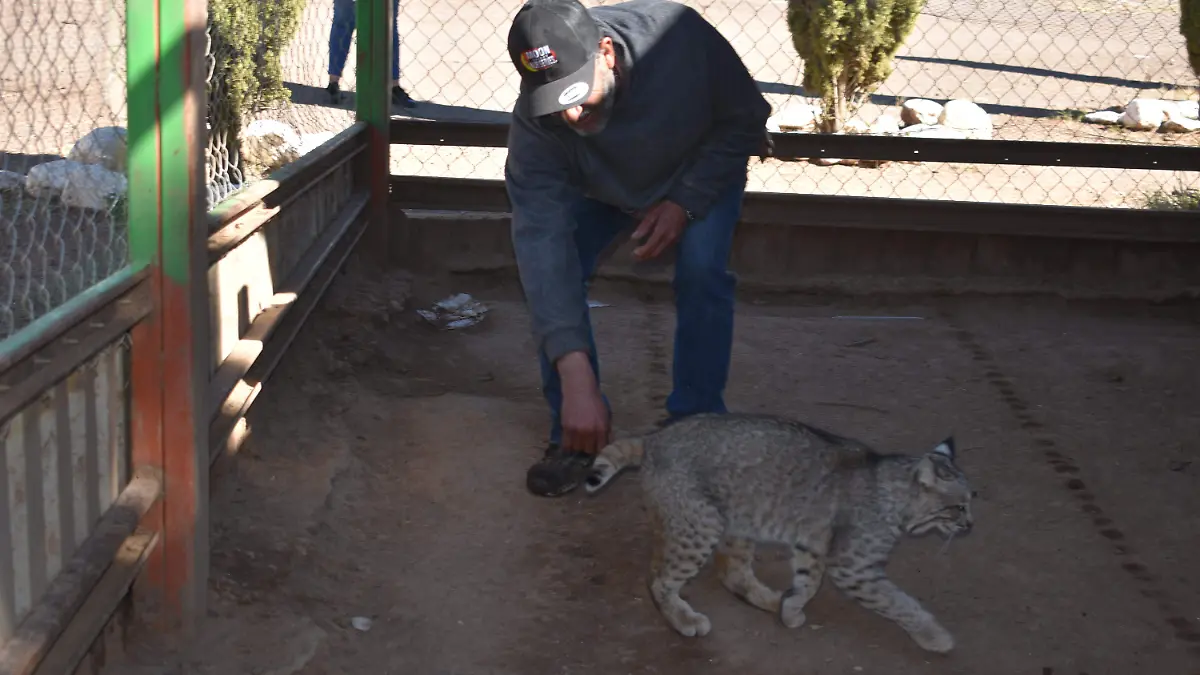 cuidador 5. Isabel “El Güero” Garibay es una de las personas que se ha desempeñado como cuidador de la granja del Carmen por más de 13 años