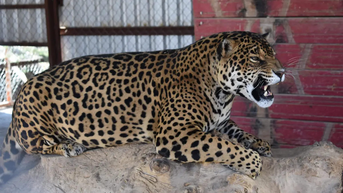 cuidador 7. Isabel “El Güero” Garibay es una de las personas que se ha desempeñado como cuidador de la granja del Carmen por más de 13 años