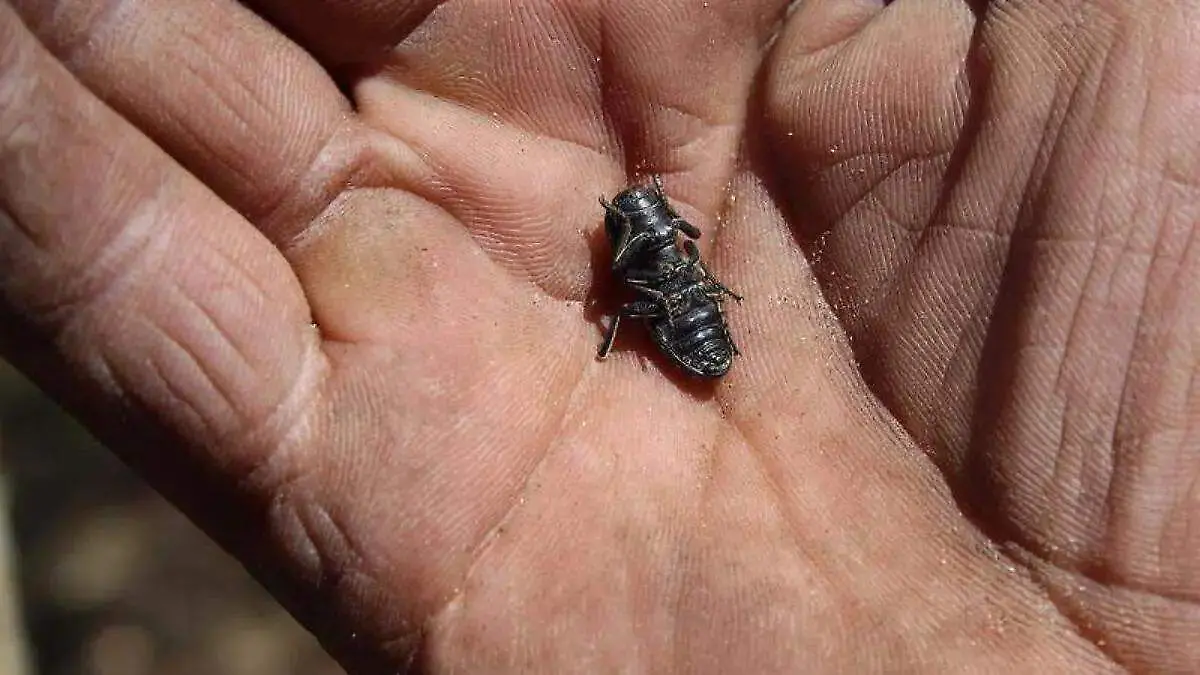 WhatsApp Image 2026-01-16 at 7.50.42 PM