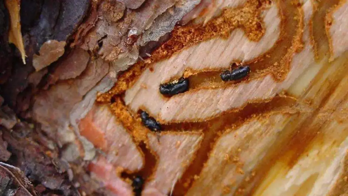 WhatsApp Image 2026-01-16 at 6.07.57 PM