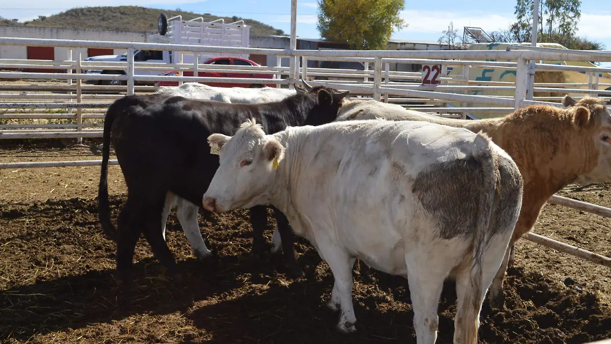 toros 2