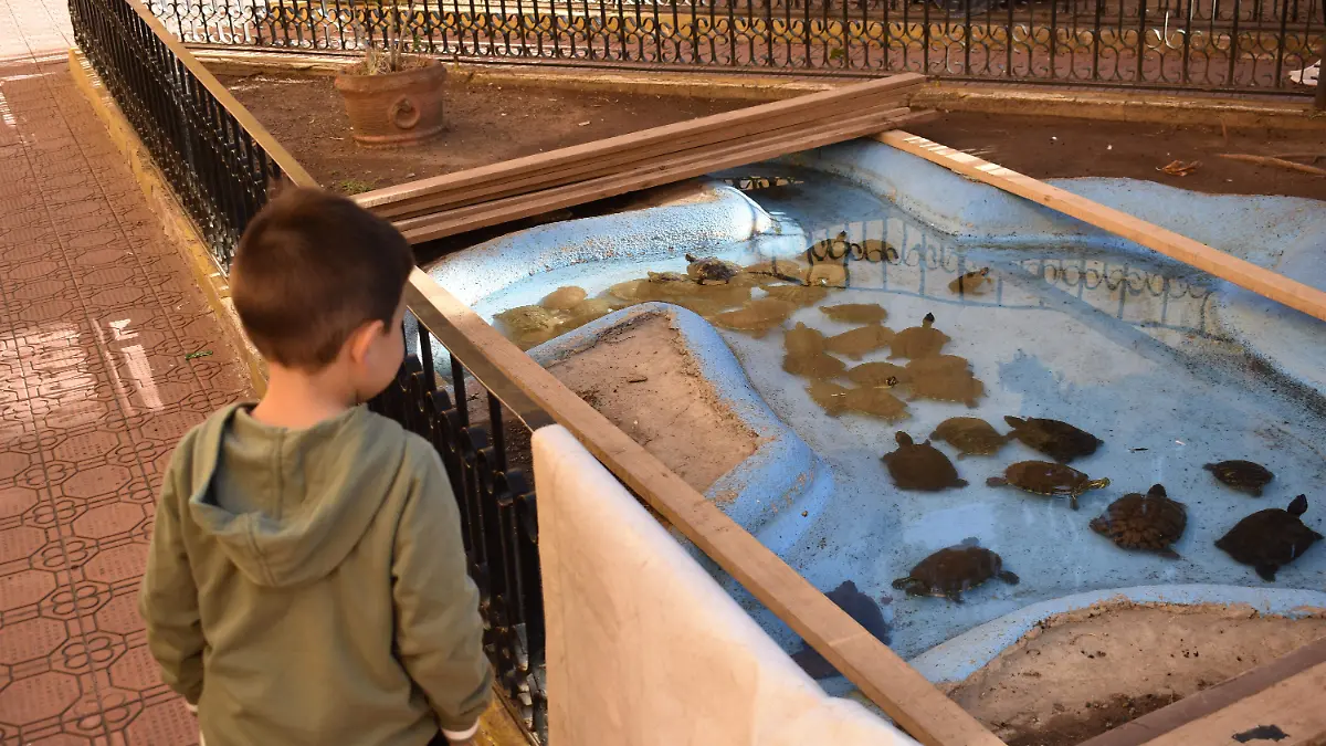 tortugas 20. La tortugas uno de los atractivos turísticos que tiene la antigua presidencia municipal 