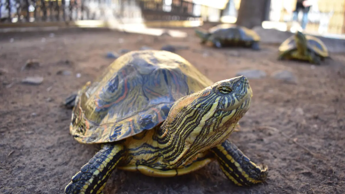 tortugas 35. La tortugas uno de los atractivos turísticos que tiene la antigua presidencia municipal 