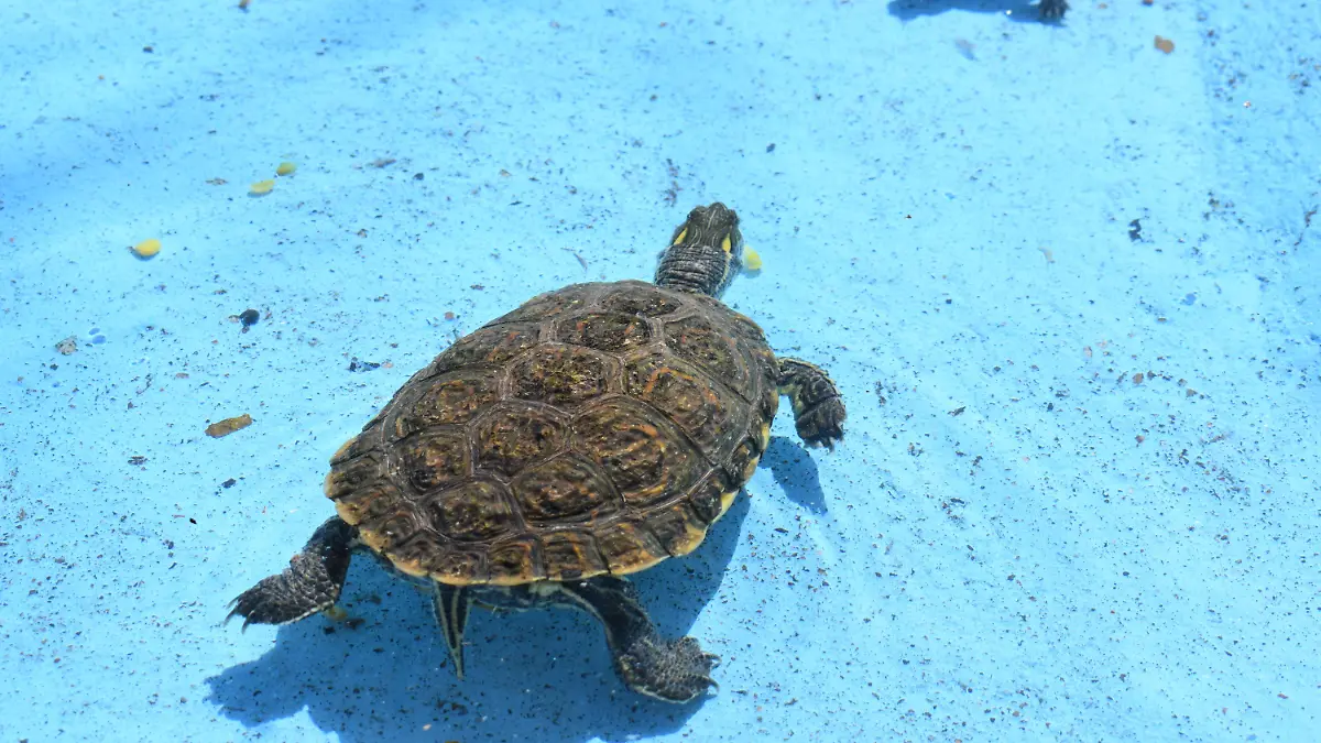 tortugas 1 Uno de los atractivos de la antigua presidencia municipal son las tortugas.
