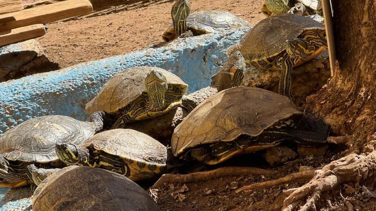 WhatsApp Image 2026-01-28 at 10.42.15 PM