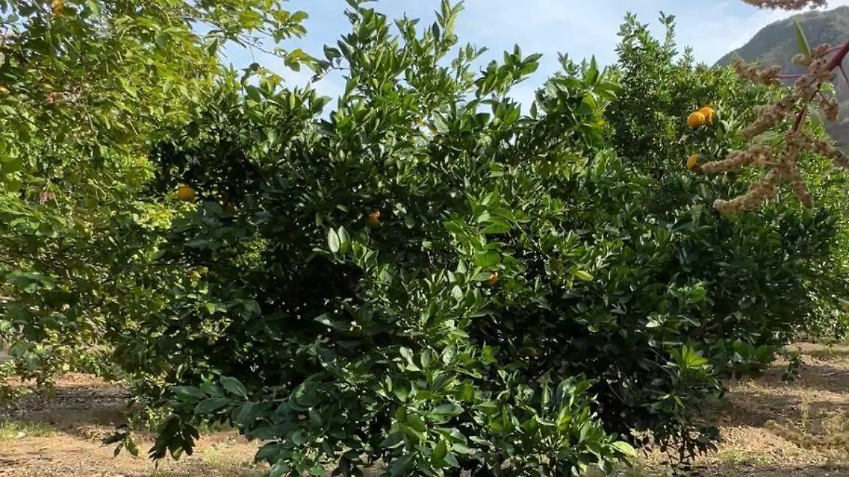 WhatsApp Image 2026-02-06 at 8.41.54 PM