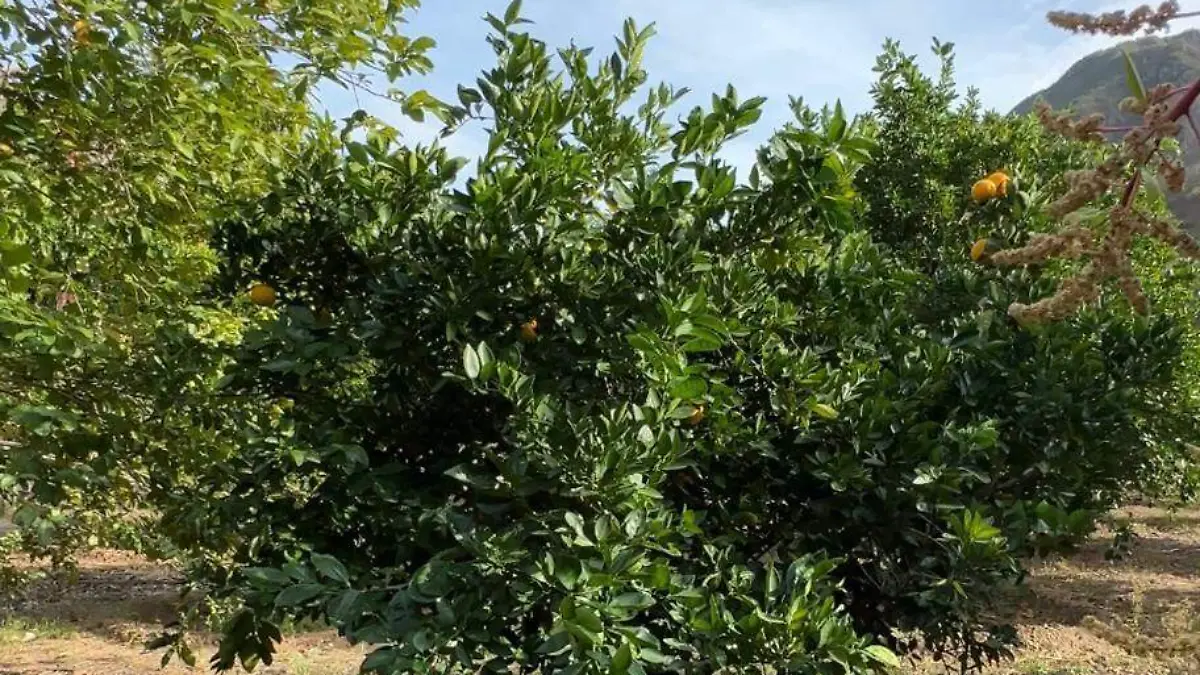 WhatsApp Image 2026-02-06 at 8.41.54 PM