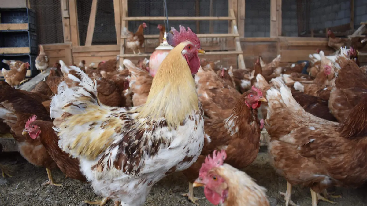 pollos 5. Es baja la producción de pollos y huevo de granja en nuestra ciudad.