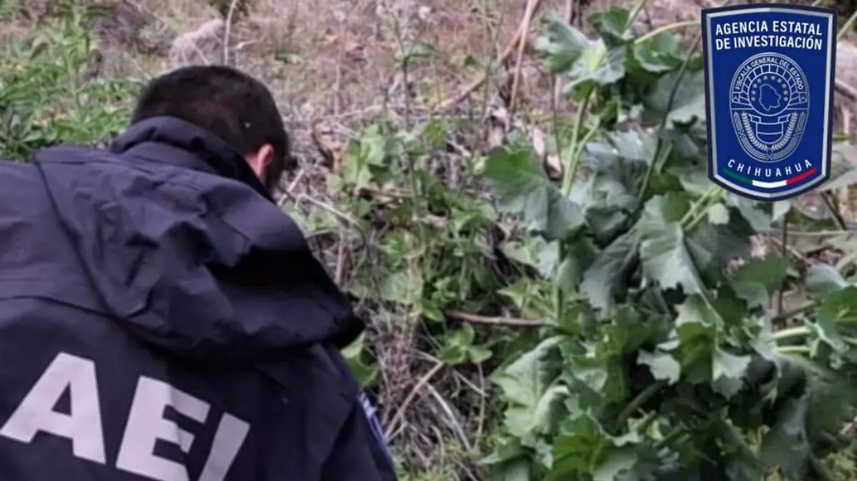 Destruyen sembradío de amapola en Morelos