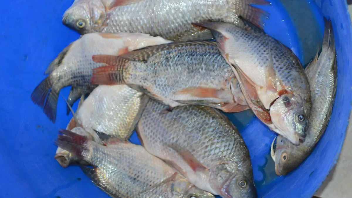 pescados 4 El pescado es uno de los alimentos mas consumidos en semana santa