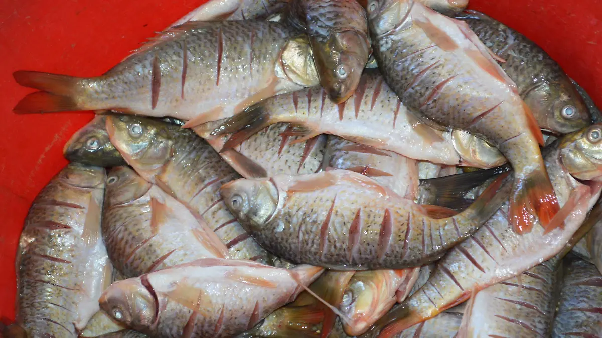 pescados 6 El pescado es uno de los alimentos mas consumidos en semana santa