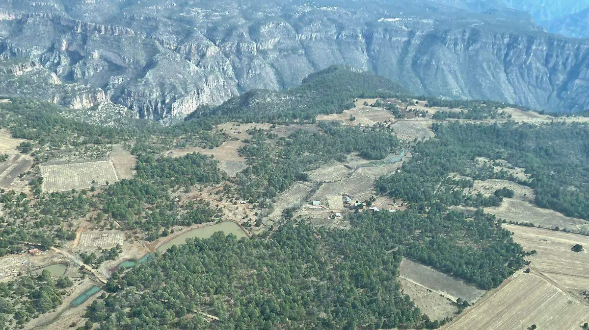 Gusano descortezador 2.1