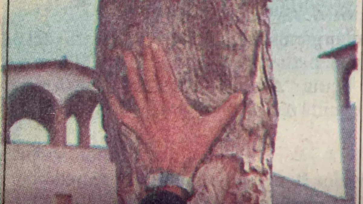 virgen del árbol ncg