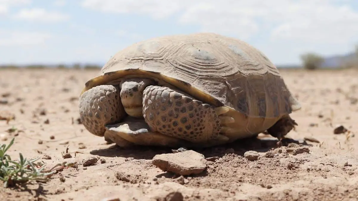 WhatsApp Image 2026-03-21 at 6.11.50 PM