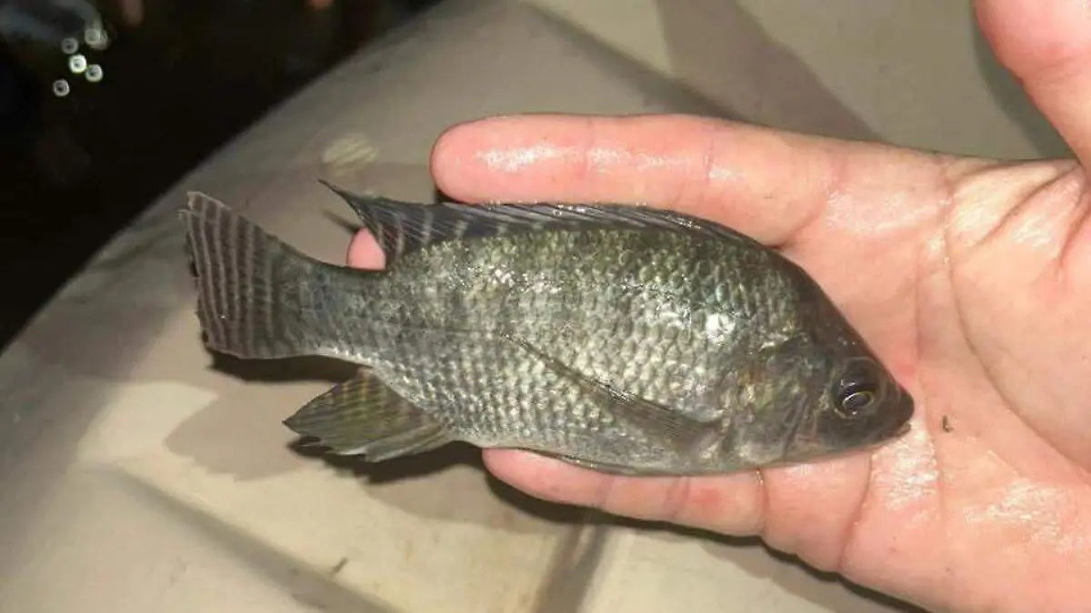 WhatsApp Image 2026-04-08 at 5.23.19 PM