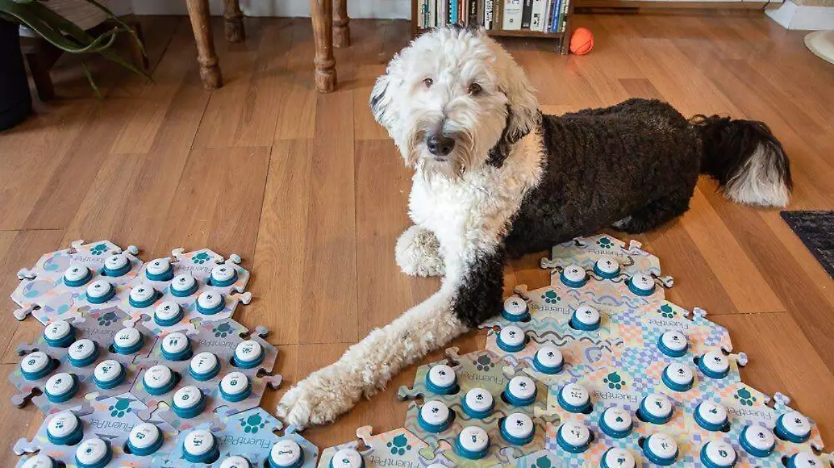 bunny-the-talking-dog-blog_25b607ab-73b6-4089-ac56-c7ad7c3e5aa8-5480190