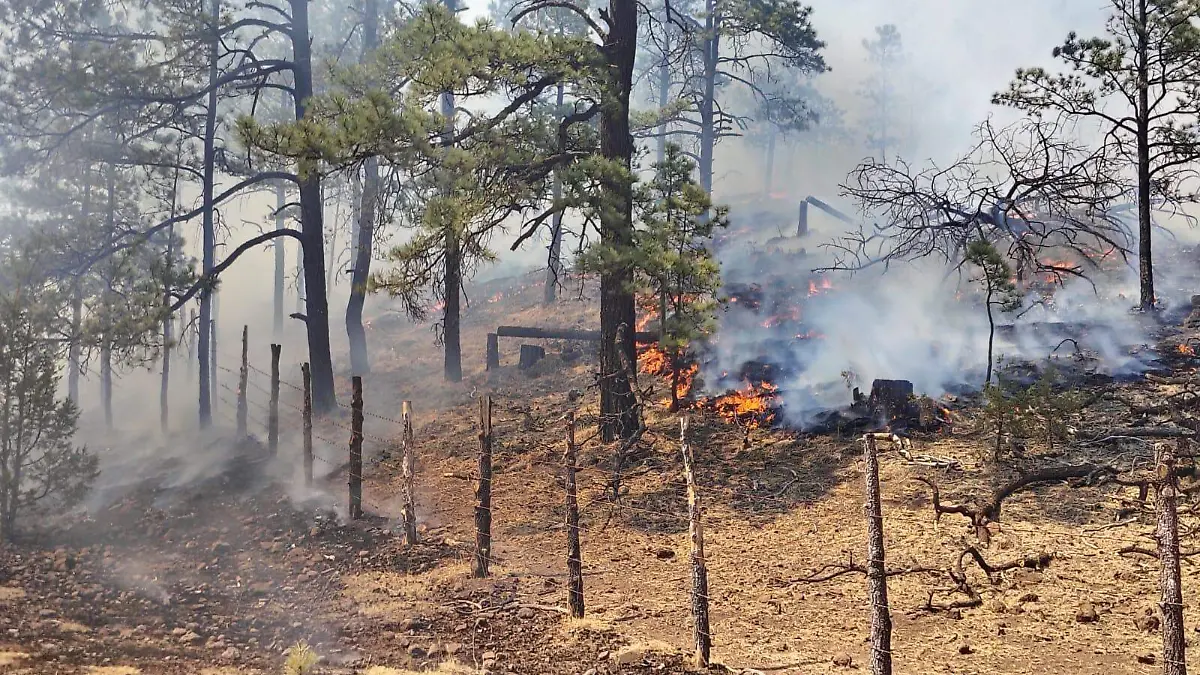 incendio foto gobienro del estado