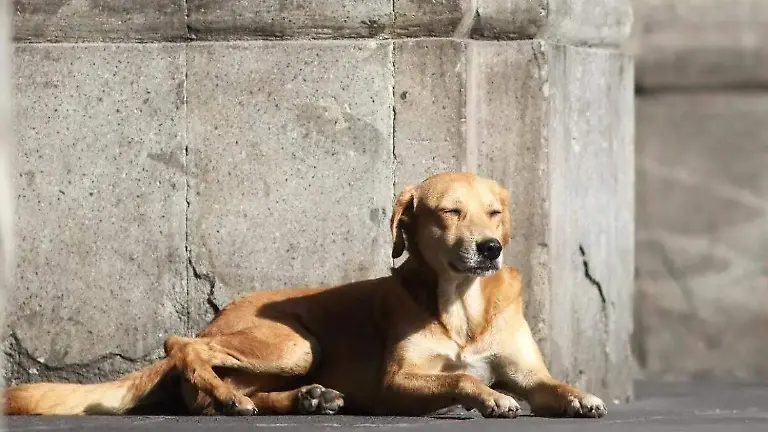 Caramelo