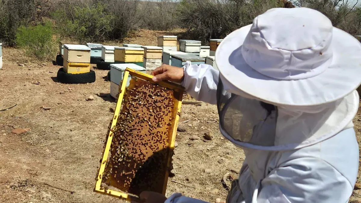 abeja 1