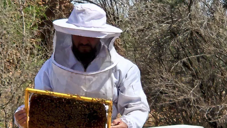 abeja 4