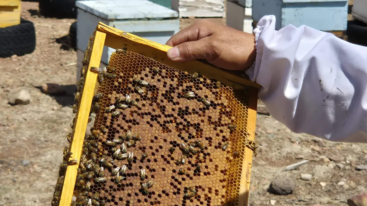 ABEJAS FOTO CHICA