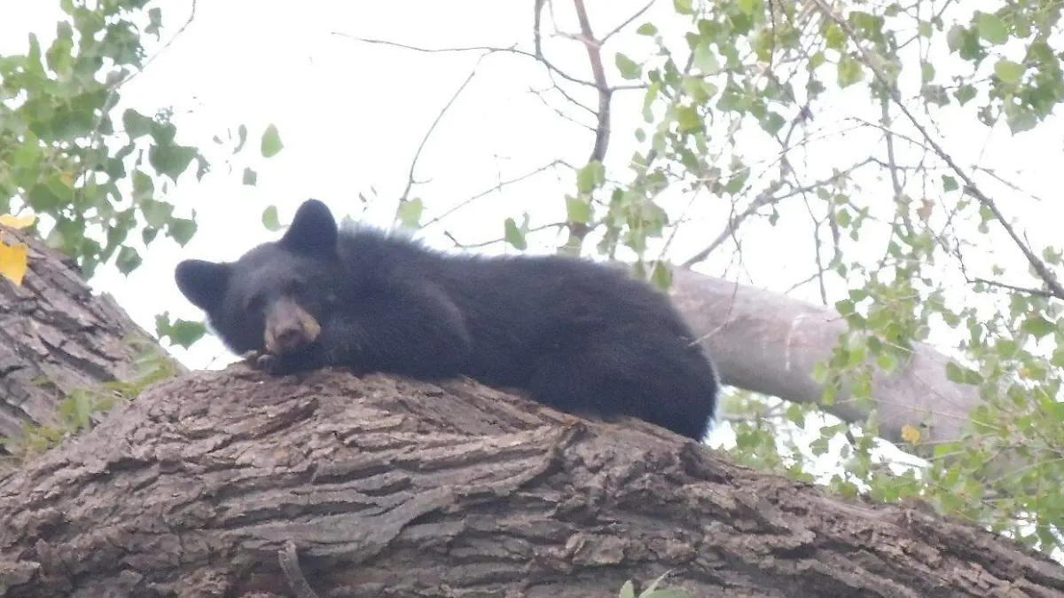 OSO NEGRO 3... PROFAUNA