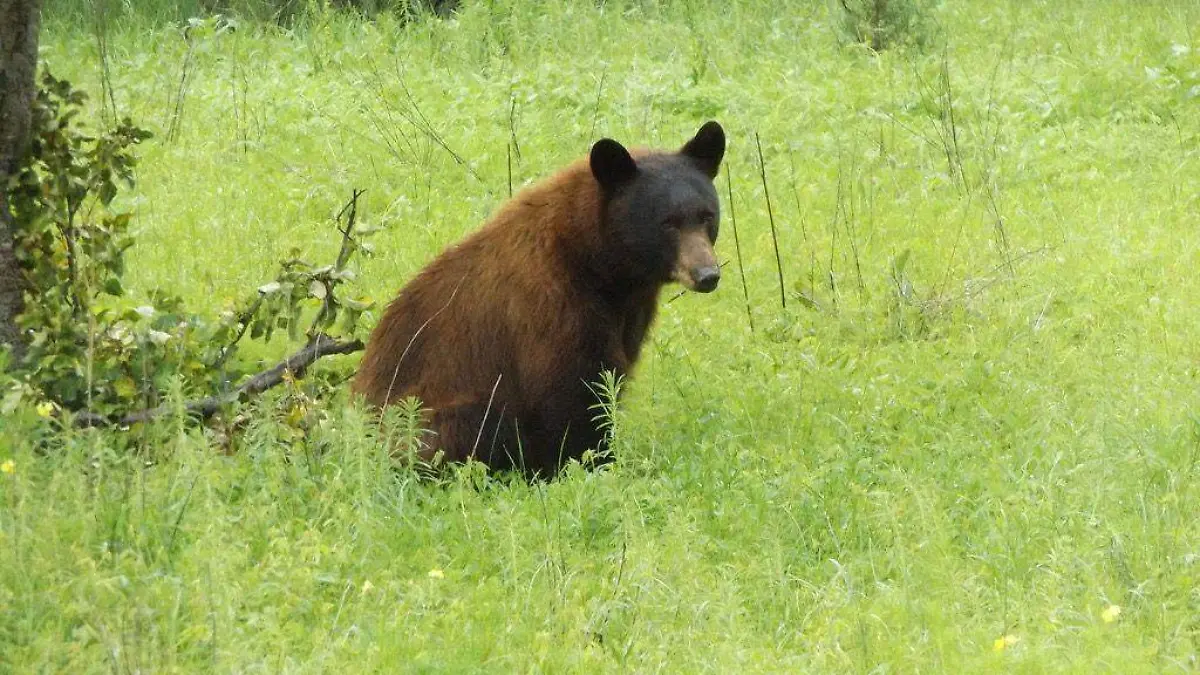 OSO NEGRO 9... CONANP