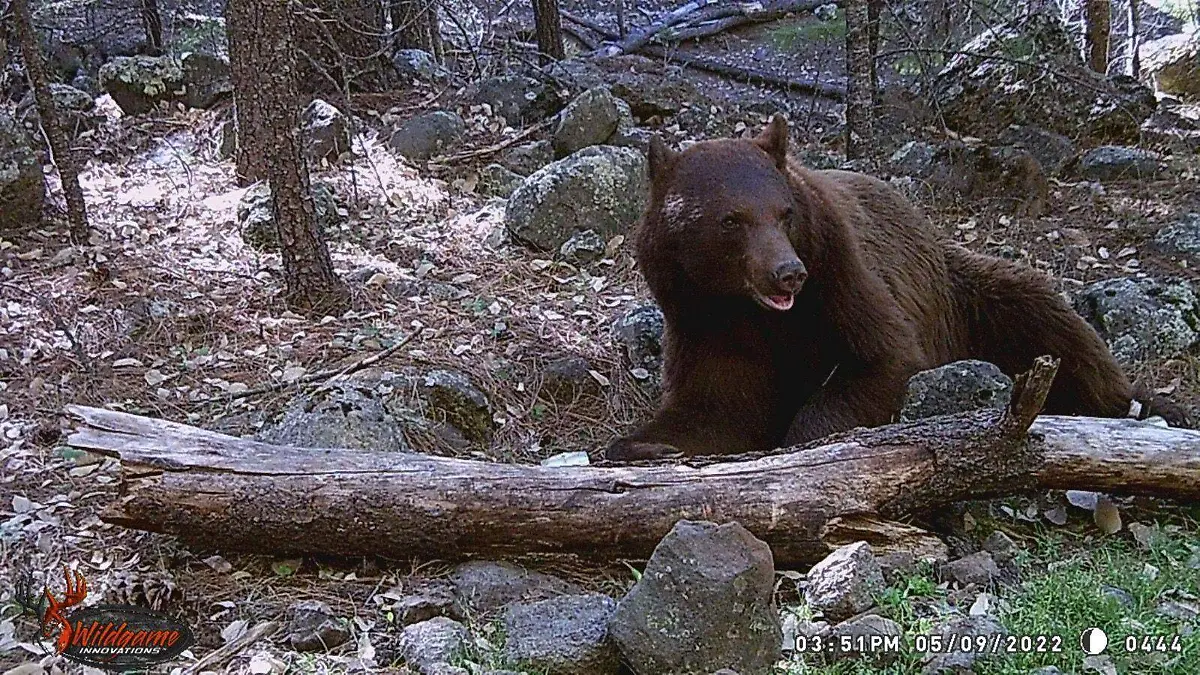 OSO NEGRO 8... CONANP
