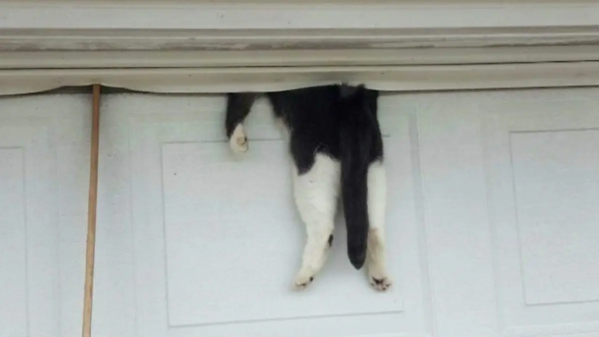 1691985_1CAT_1_00-00-01,00