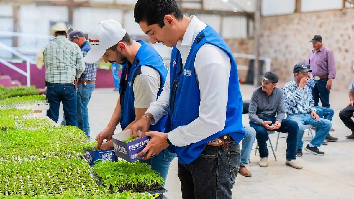 plantulas 1
