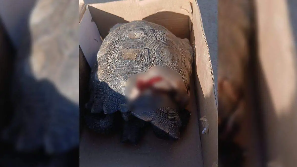tortuga1