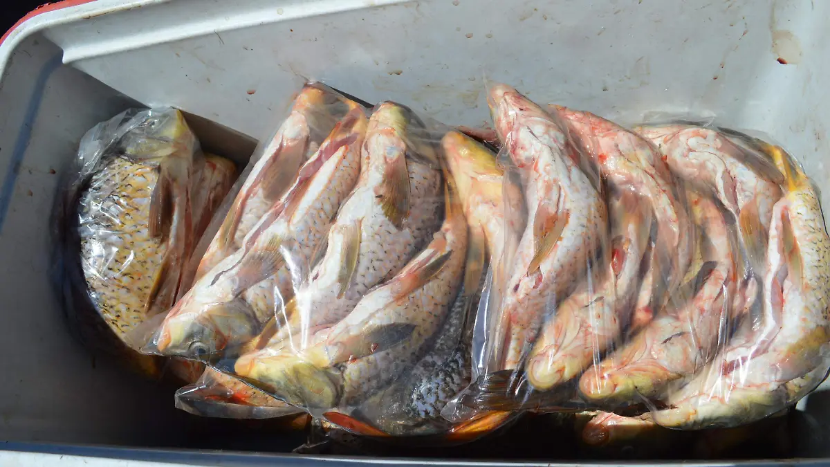 pescado 1