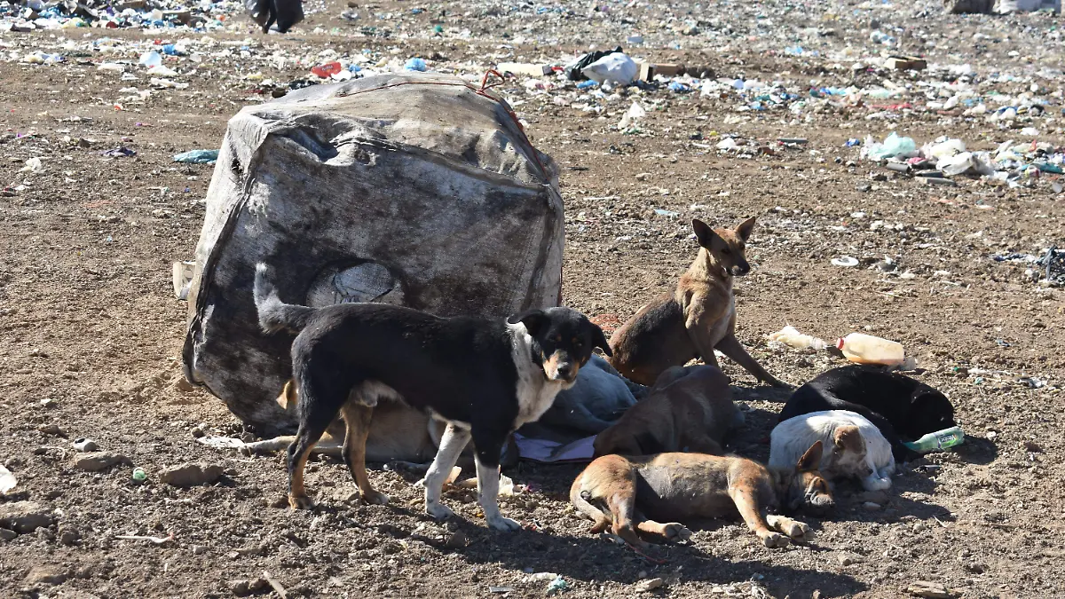 perros 5 (2)