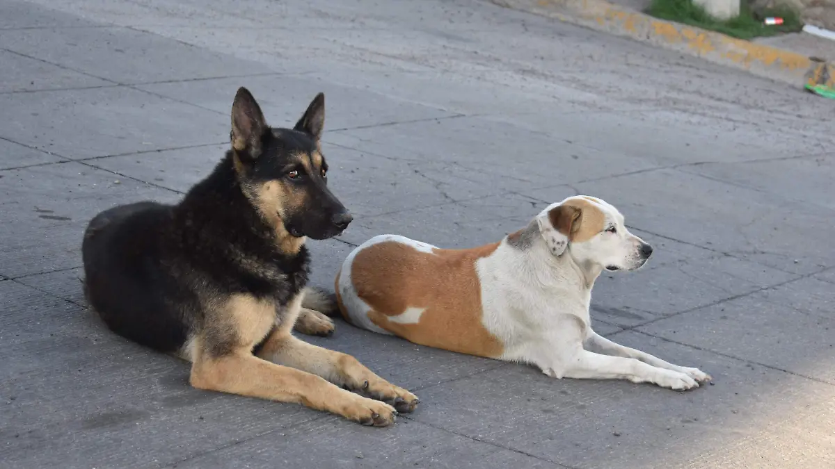 perros 1