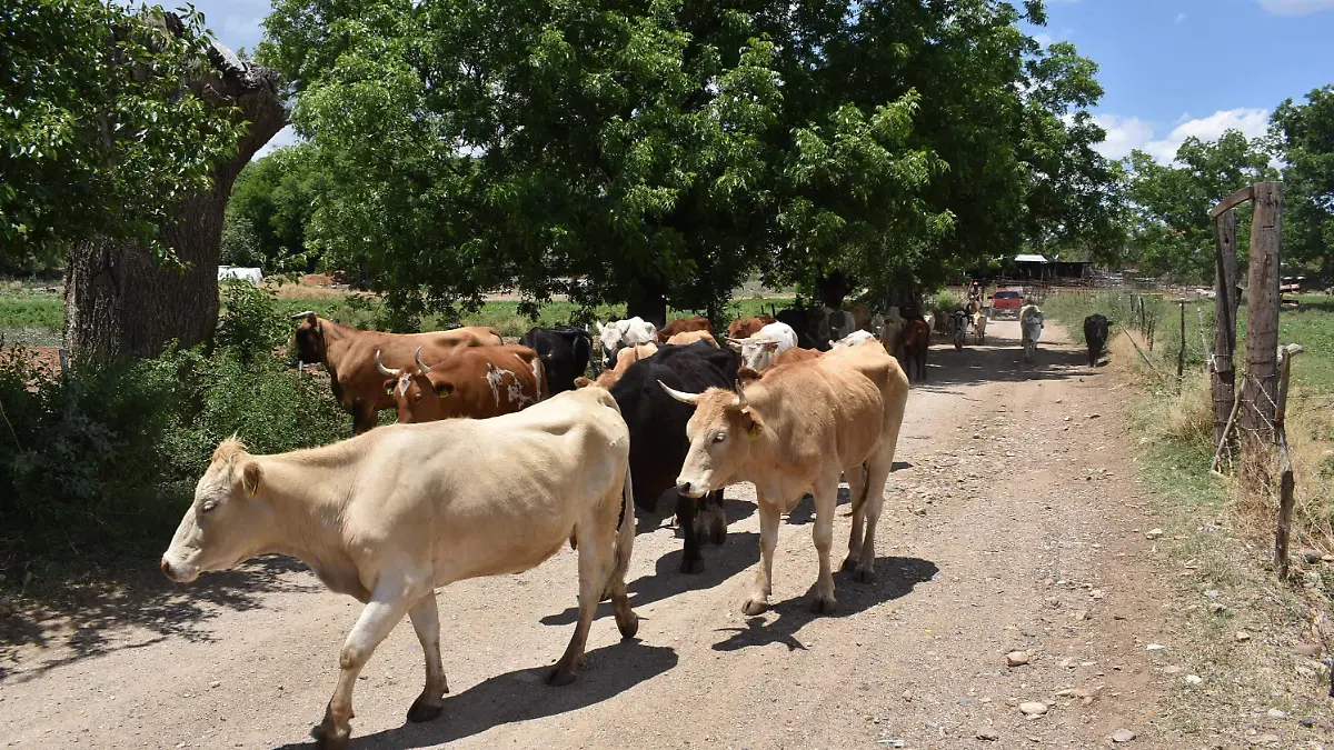 ganado 1. Piden a ganaderos curar heridas, no movilizar animales lesionados y reportar de inmediato posibles casos de gusano barrenador
