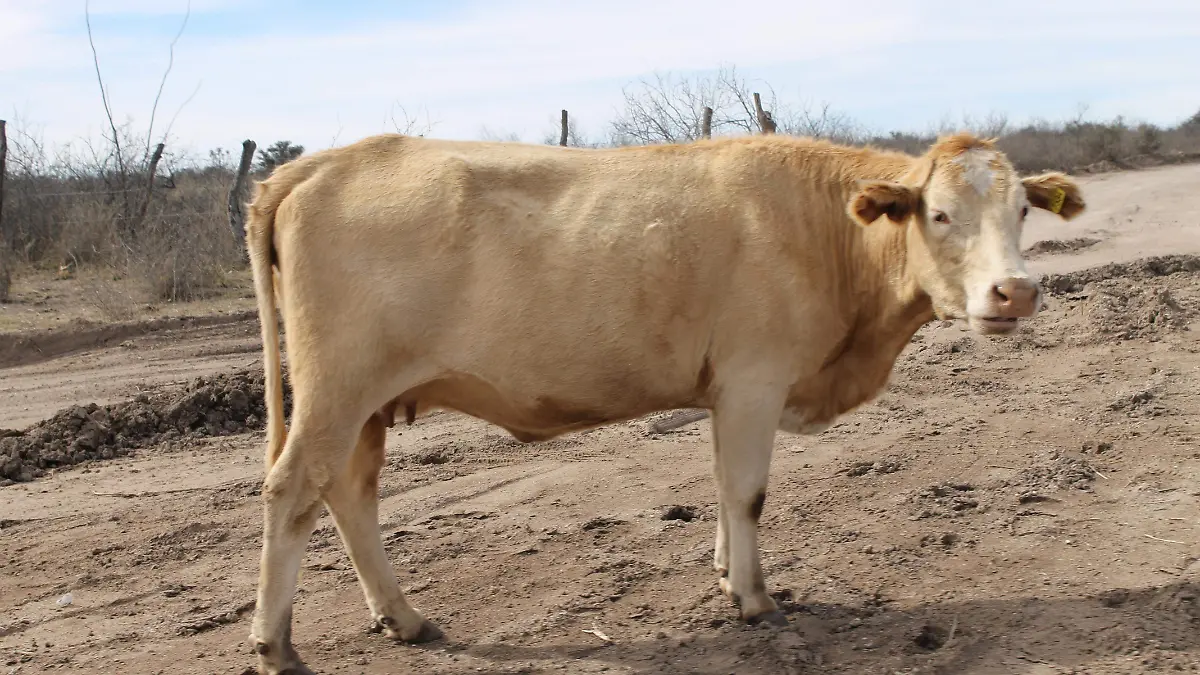 gusano 3