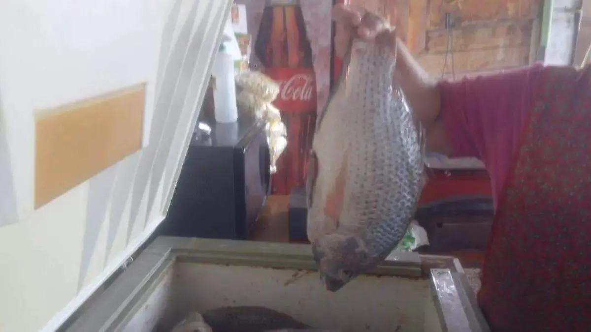 PESCADOS 2