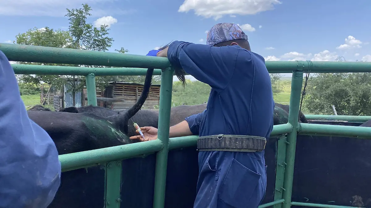 Obteniendo muestra de sangre para verificar que esten limpios de tuberculosis