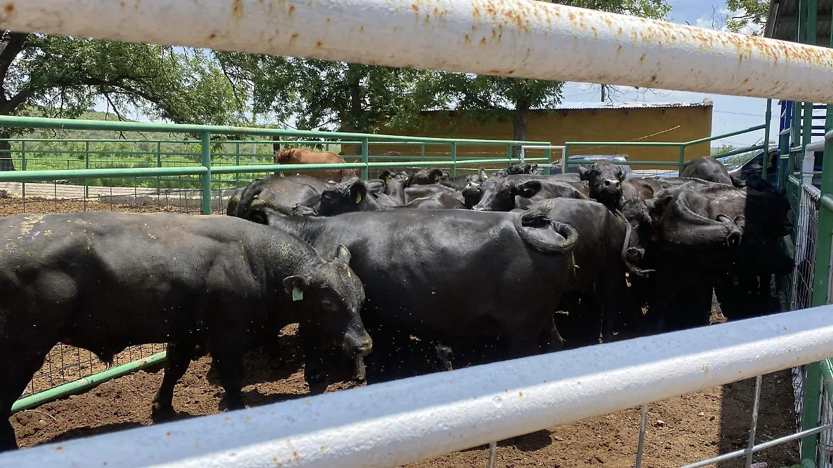 Ganado raza angus listo para entrar en barrido sanitario