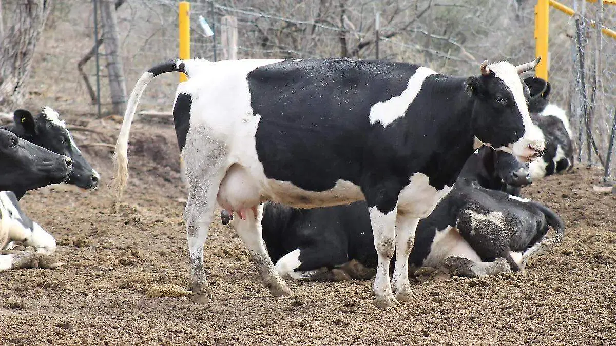 GUSANO BARRENADOR GANADO