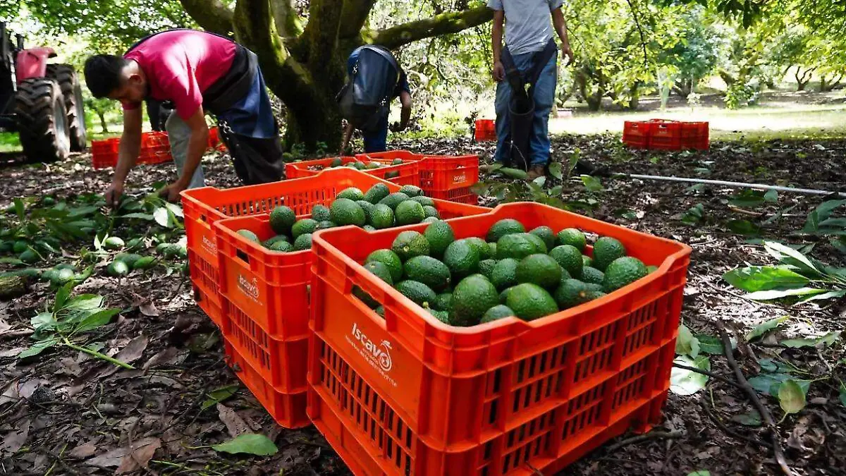 AGUACATE