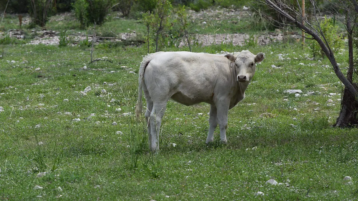 ganado 4