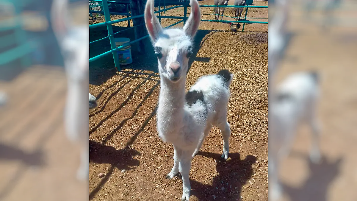 Llama toluco