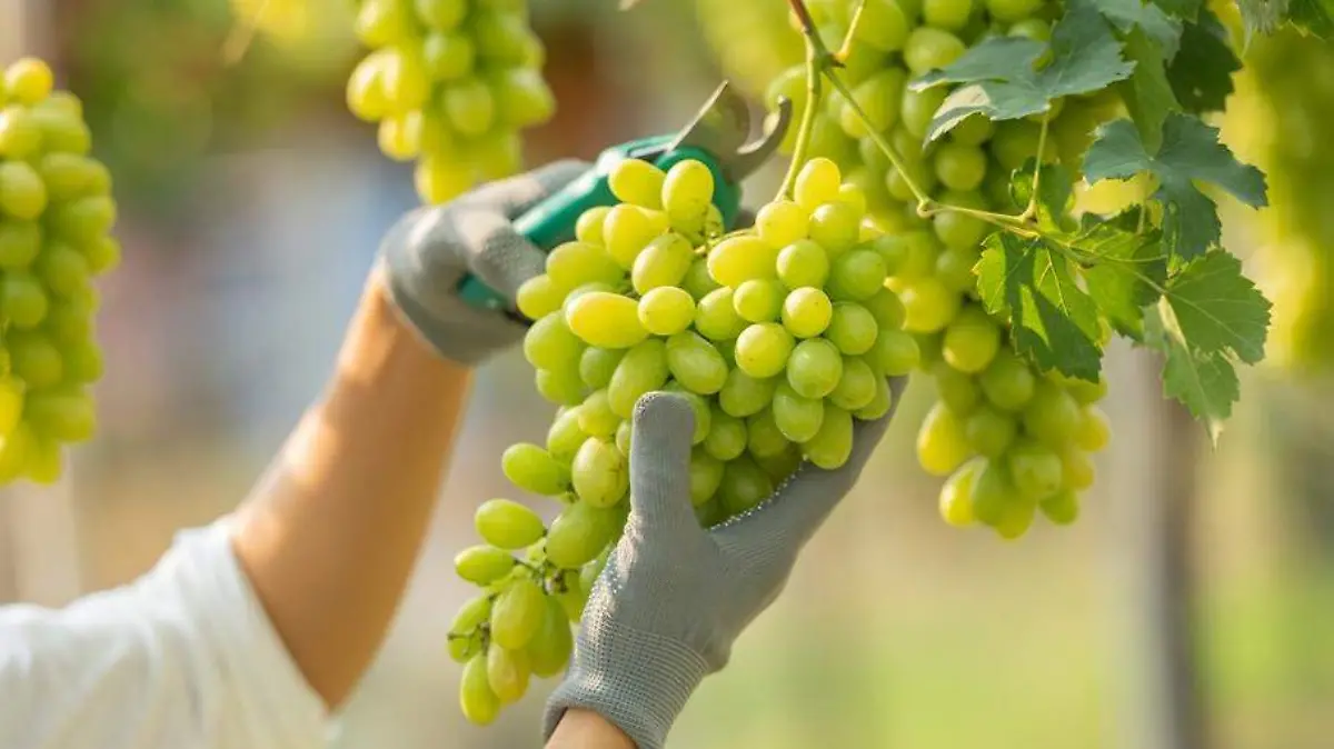 Enología para poblanos: Vitis vinífera