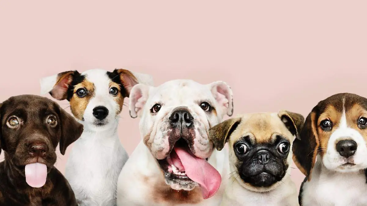 ¿Qué perro es ideal para mí?