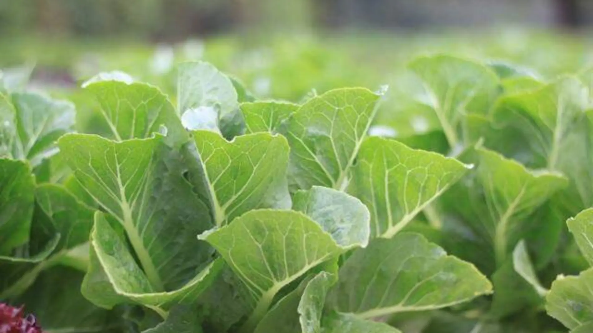 plant-leaf-flower-food-salad-green-1052061-pxhere.com