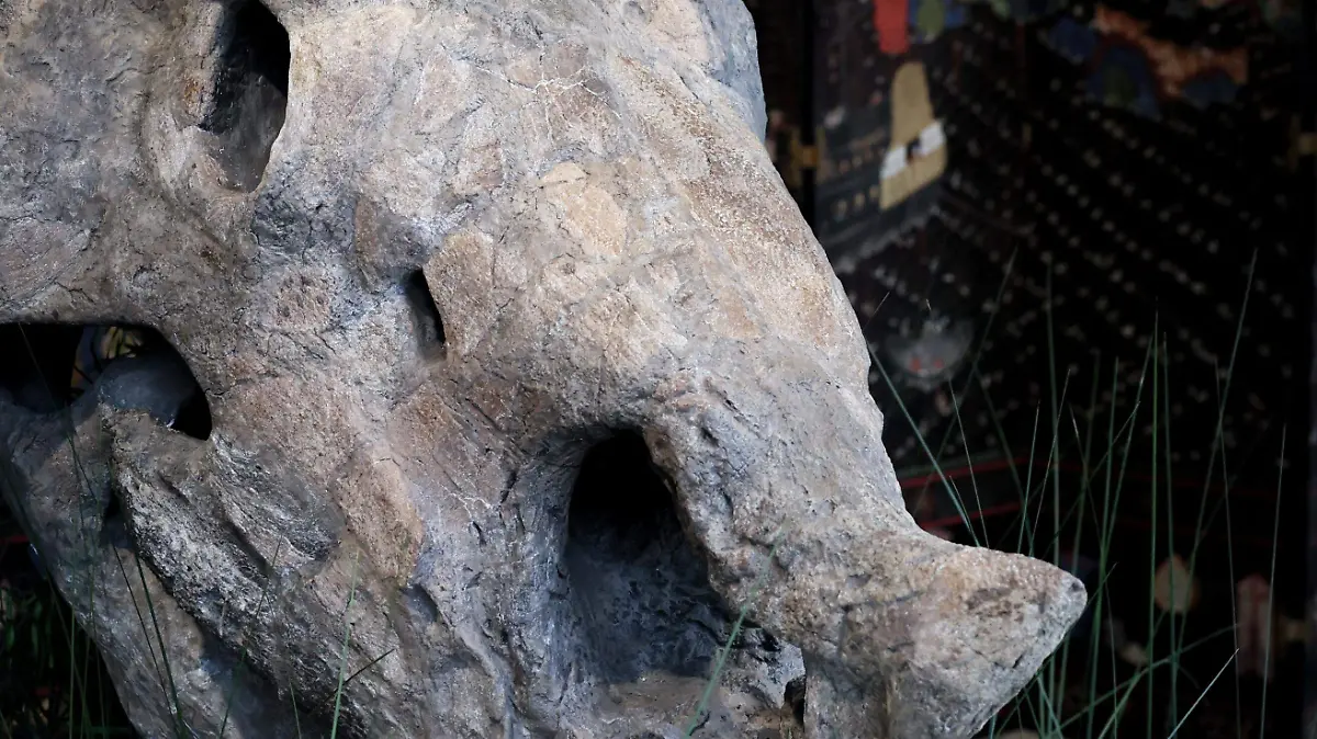 Se caracterizaba por sus tres cuernos
