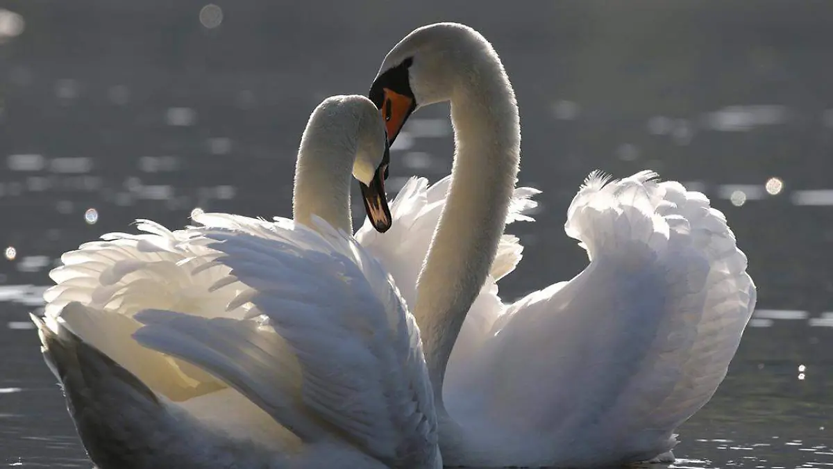 La ciencia ha podido comprobar que la fidelidad se encuentra arraigada en diversas especies