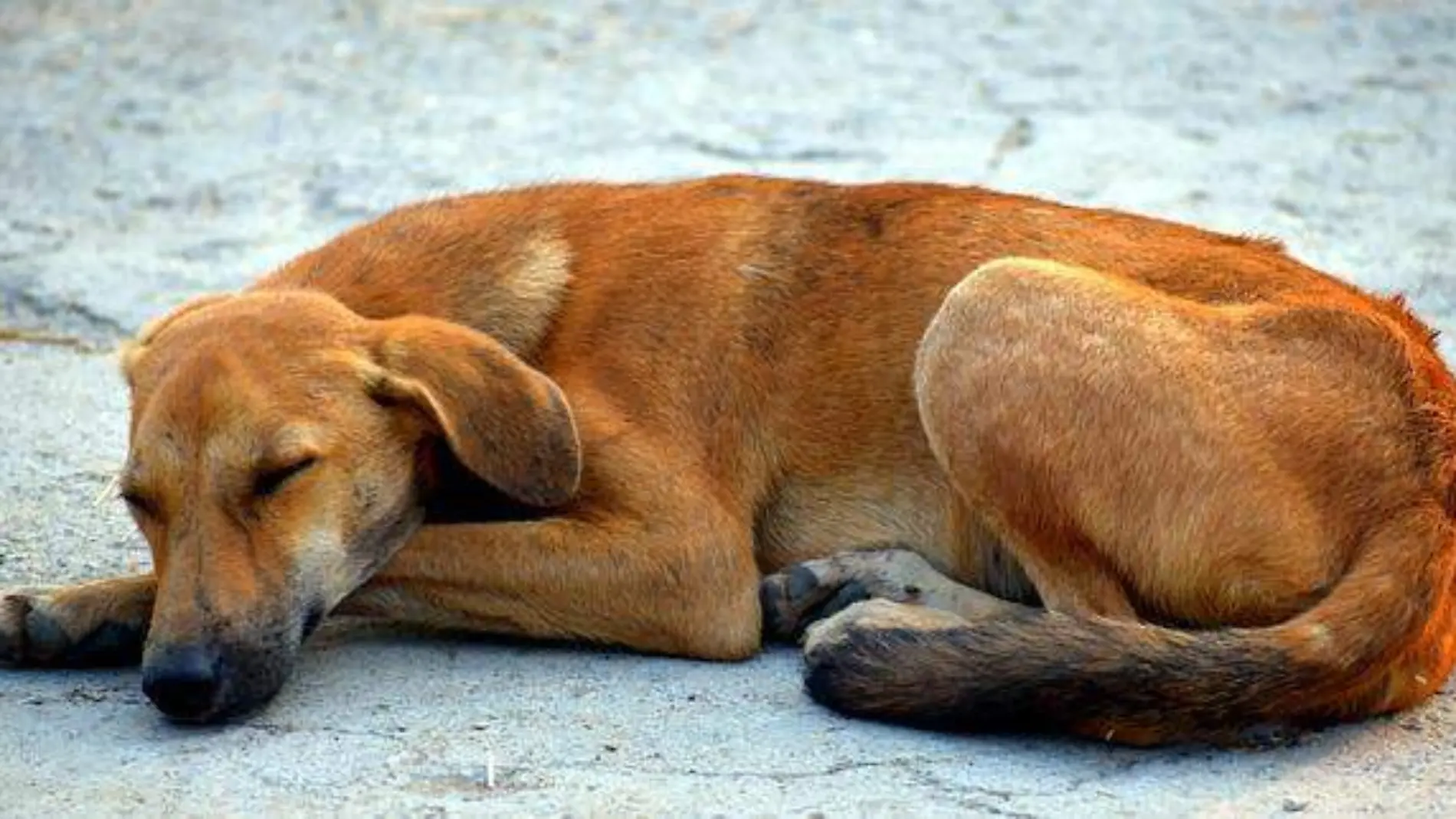 sleeping-dog-2837631_640