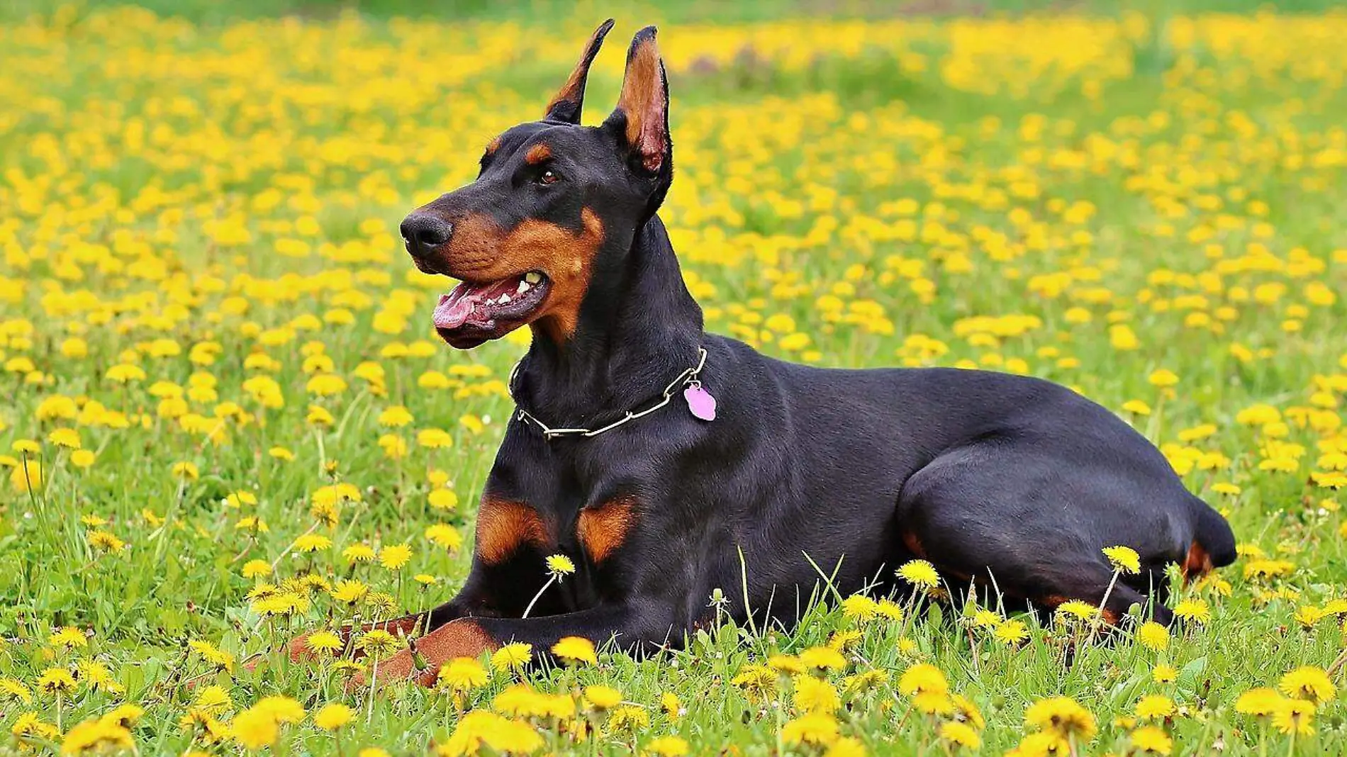 doberman-893931_1280